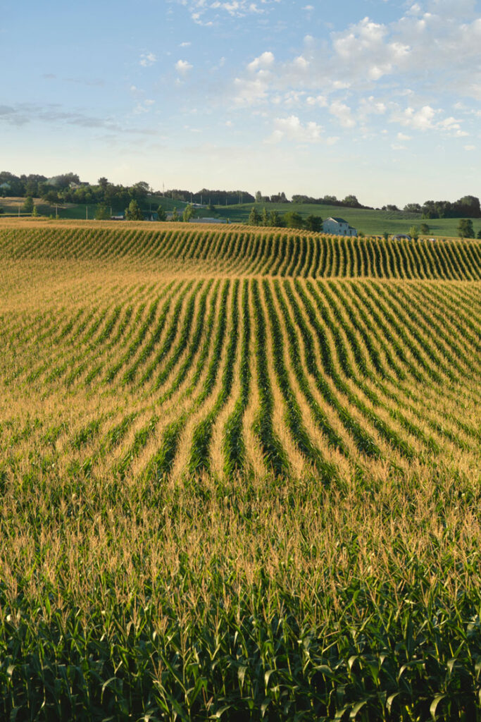 View along lines in a cornfield with some farm buildings in the background