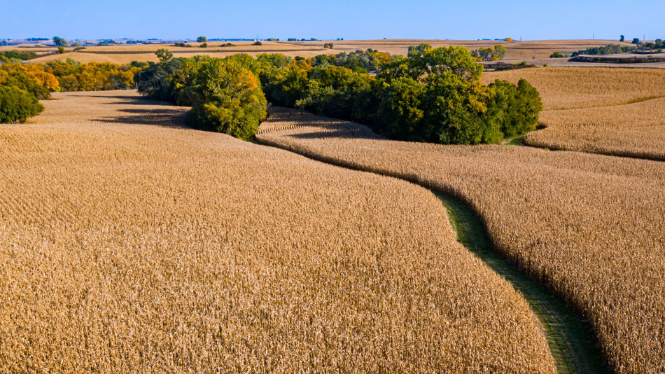 Aerial view of a corn field close to harvest.