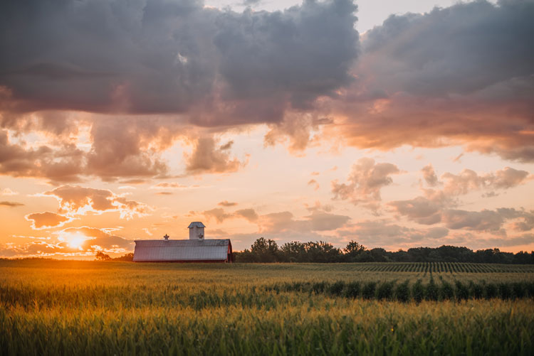 Sunrise over a cornfield with a barn in the background.